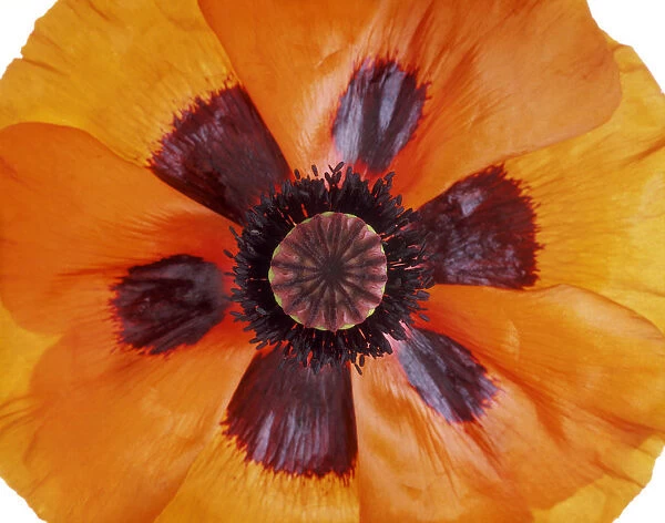 TIS_57. Papaver orientale. Abstract. View - Aerial view