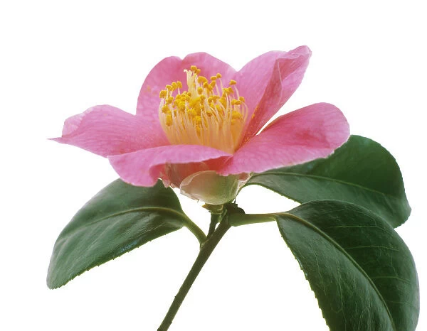 TIS_69. Camellia - variety not identified