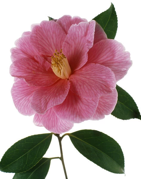 TIS_71. Camellia - variety not identified