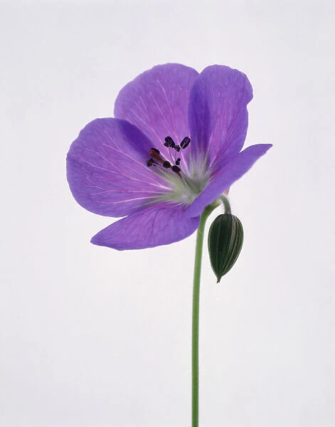 TIS_85. Geranium himalayense. Geranium  /  Cranesbill. Purple subject. White b / g