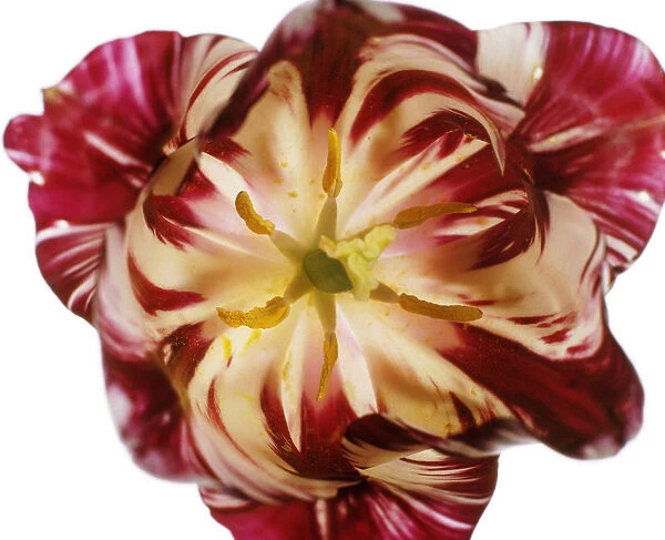 TIS_92. Tulipa - variety not identified. Tulip - Parrot tulip. Red subject. White b / g