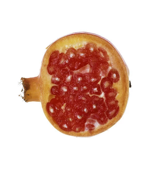 TIS_FV07. Punica granatum. Pomegranate. Red subject. White b / g
