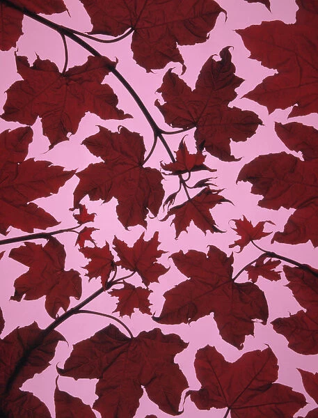 TN_F05. Acer japonicum. Japanese maple. Red subject. Pink b / g