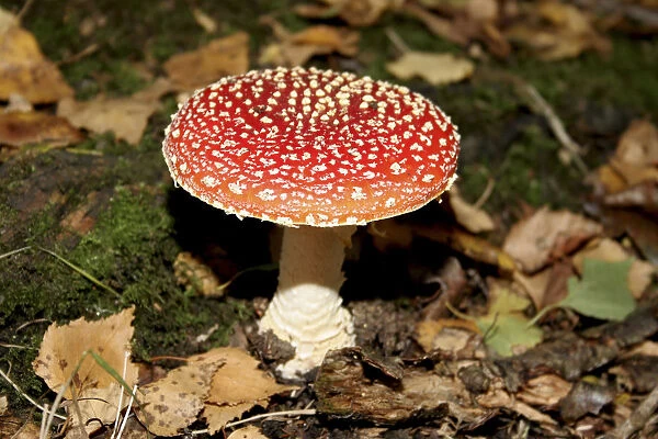 toadstool. Fly agaric, Amanita muscaria, British fungus with red cap and white spots