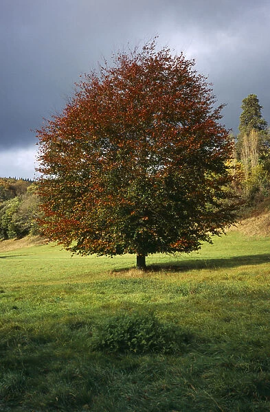 tree, single, common beech tree in autumn foliage. fagus sylvatica. wales gwent monmouth