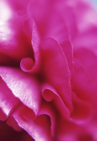 TS_0022. Ranunculus Pink perfection. Ranunculus - Persian ranunculus. Pink subject