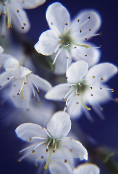 TS_0023. Prunus spinosa. Blackthorn  /  Sloe. White subject. Blue b / g