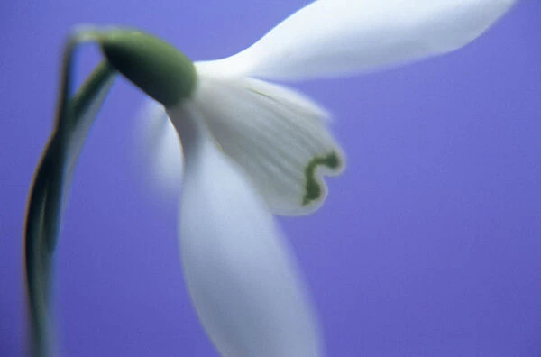 TS_0033. Galanthus nivalis. Snowdrop. White subject. Purple b / g