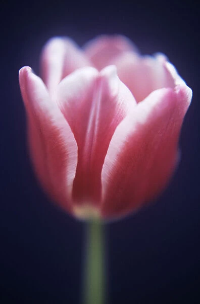 TS_0034. Tulipa Lustige witwe. Tulip. Pink subject. Blue b / g