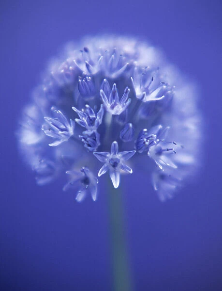 TS_0044. Allium caeruleum. Allium. Blue subject. Blue b / g
