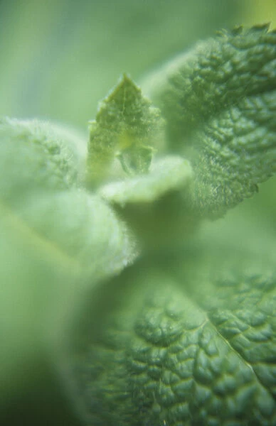 TS_0045. Mentha rotundifolia. Mint - Apple mint. Green subject. Green b / g