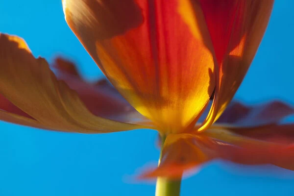 Tulip, Tulipa, Close up studio shot of orange coloured flower