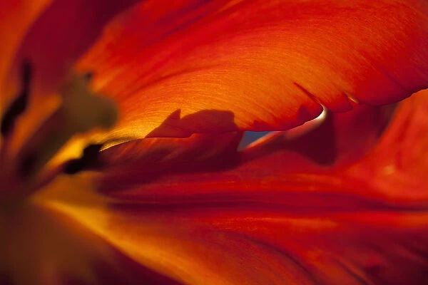 Tulip, Tulipa, Close up studio shot of red coloured flower