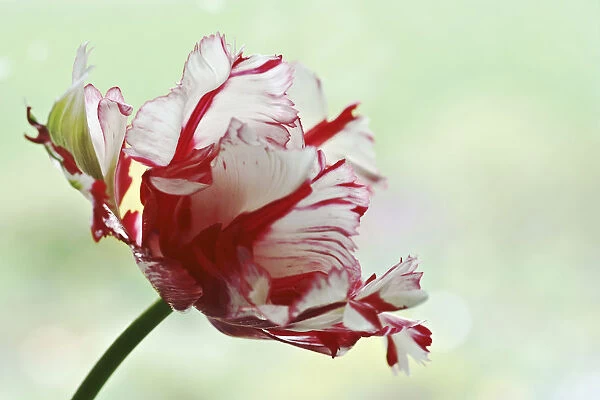 Tulip, Tulipa, Parrot tulip, A fully open red flower with white feathered edges against