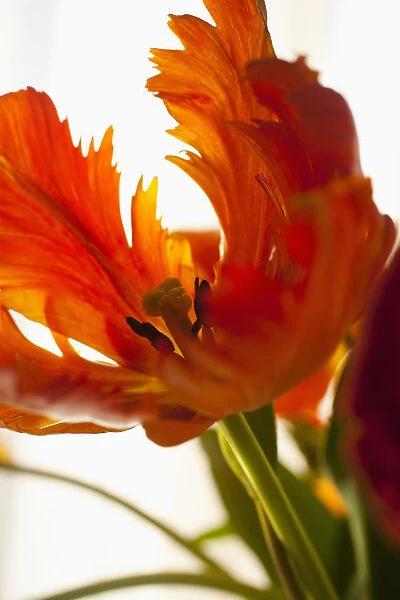 Tulip, Tulipa, Studio shot of orange coloured flower