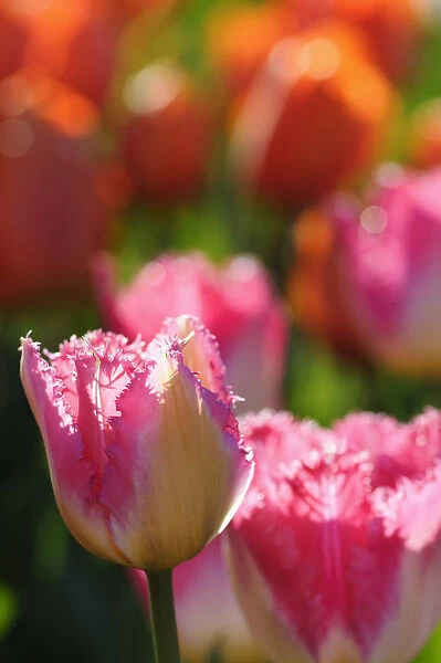 Tulip, Tulipa, Tulipa Auxerre