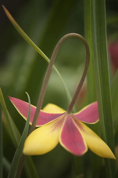 tulipa kolpakowskiana, tulip, mixed colours subject