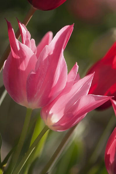 tulipa praestans unicum, tulip, red subject