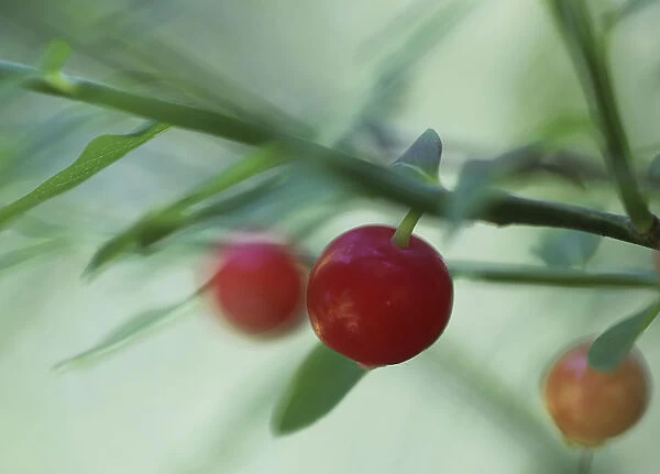 vaccinium parvifolium, huckleberry, red huckleberry, red subject, green background
