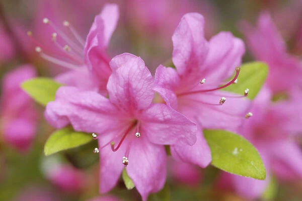 VG_0104. Rhododendron - variety not identified. Azalea. Pink subject