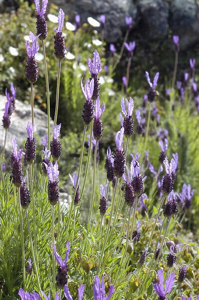 VG_0105. Lavandula stoechas. Lavender - French lavender. Purple subject