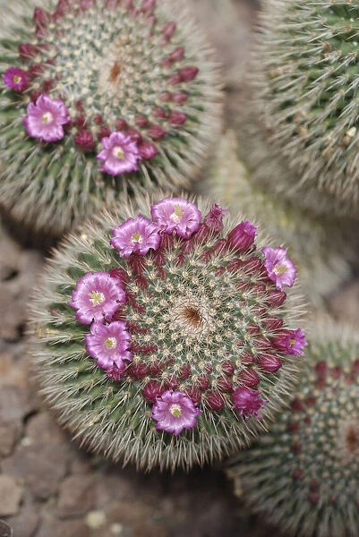 VG_0111. Cactus - variety not identified. Cactus. Pink subject. Brown b / g