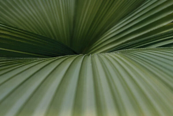 VG_F03. Palm. Green subject
