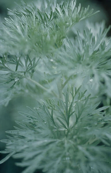 VG_F05. Artemisia absinthium Powis Castle. Wormwood. Silver subject