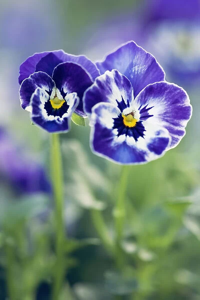 Viola cornuta Sorbet XP Delft Blue, One larger and one smaller flower front facing