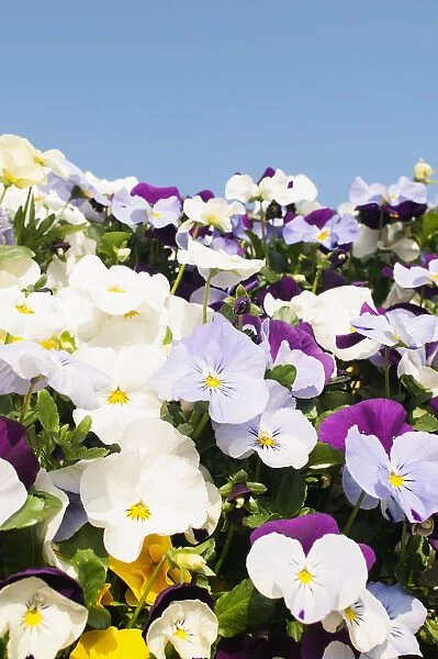 Viola, mass of brightly coloured flowers growing outdoor with blue sky