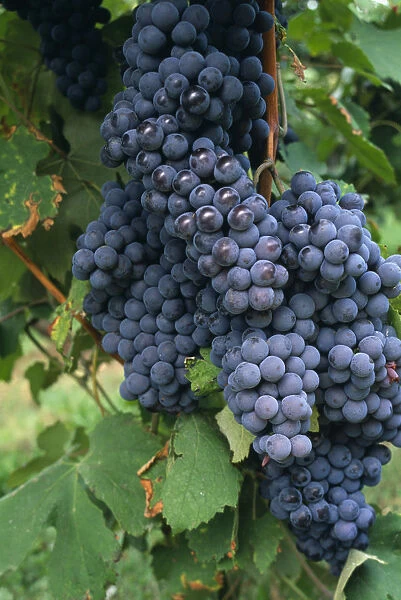 vitis vinifera, grape, purple subject