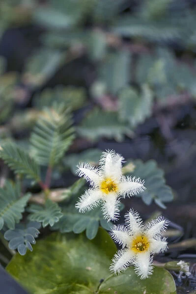 Water Snowflake, Nymphoides indica