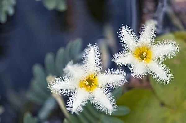 Water Snowflake Nymphoides indica White View Front
