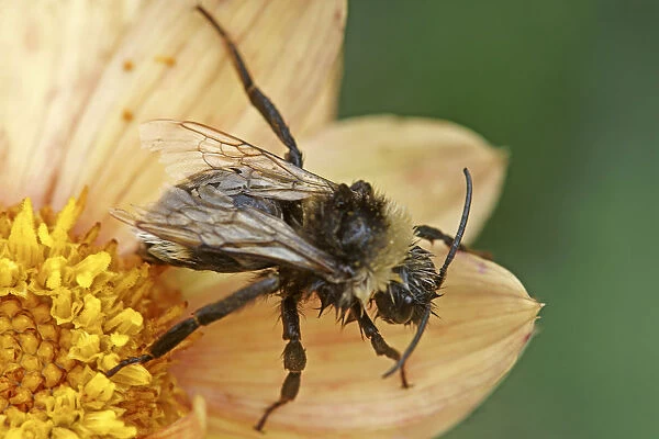 Wet Bee. Insect, A wet bee on a flower of a peach coloured Dahlia