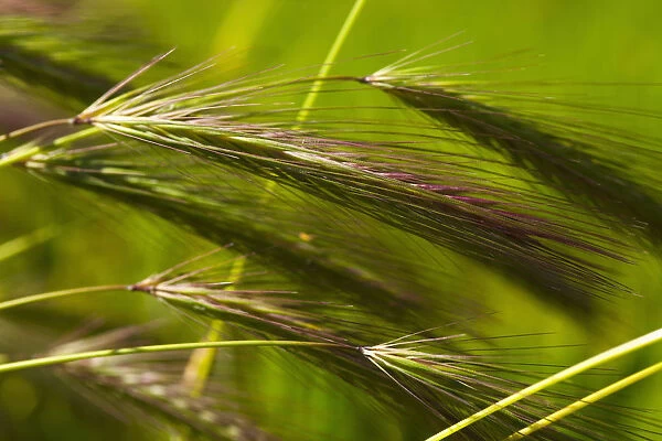 Wheat, Close up detail of green crop growing outdoor