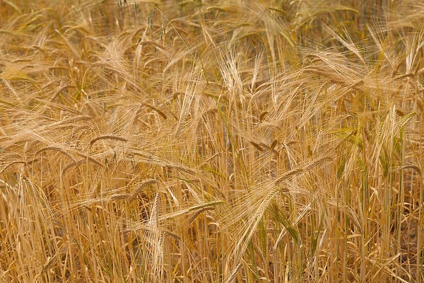 Wheat, Triticum, Field of golden ripe crop