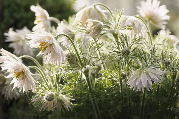 White Pasque flower, Pulsatilla, Pulsatilla vulgaris alba