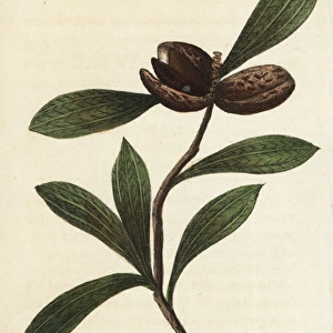Banksia shrub, unknown species
