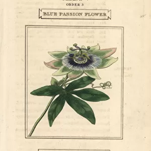 Blue passionflower, Passiflora caerulea