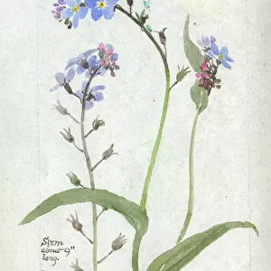 Botanical Sketchbook -- Forget-Me-Not