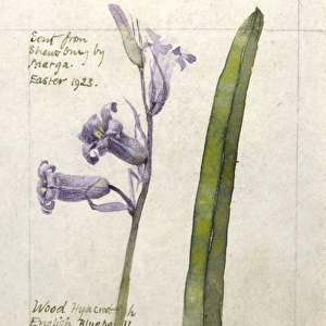 Botanical Sketchbook -- Wood Hyacinth