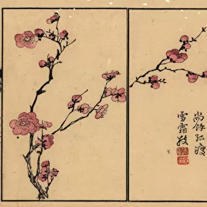 Branch of pink plum blossom with calligraphy and seal