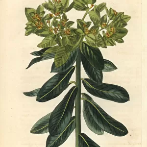 Broad-leaved spurge, Euphorbia epithymoides