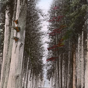 The Cedar Avenue of Nikko, toward Imaichi, Japan