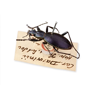Ceroglossus Beetle