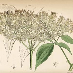 Common American elderberry, Sambucus canadensis