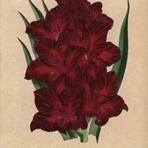Crimson gladiolus, Gladiolus jupiter