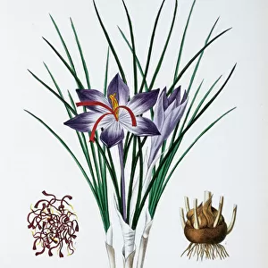 Crocus sativus, saffron
