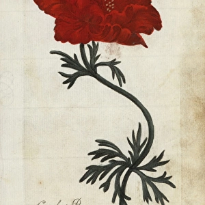 Crowfoot poppy or Persian buttercup, Ranunculus asiaticus