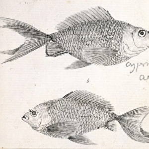 Cyprinus auratus, goldfish